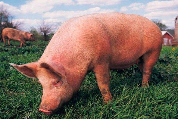 Как использовать навоз свиней для удобрения огорода с фото