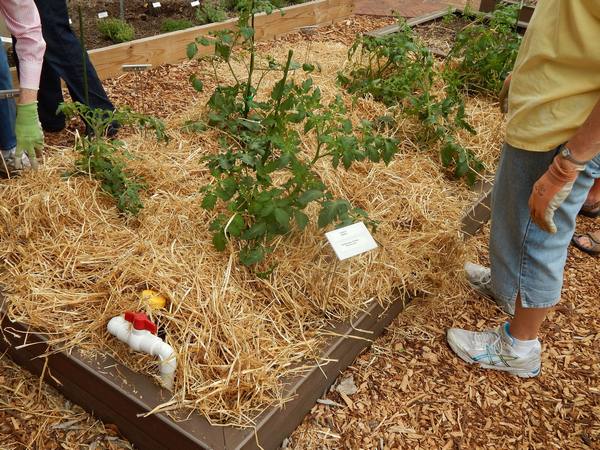 Большой урожай помидор с применением техники мульчирования с фото
