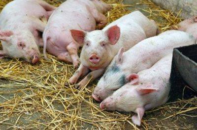 В каких случаях нужно измерять температуру у свиней? с фото