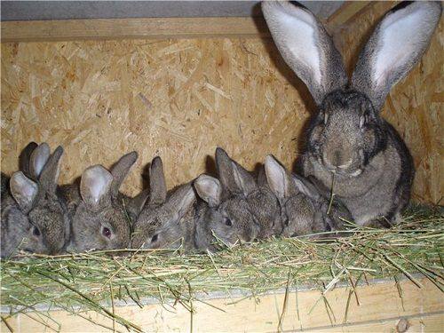Уход за потомством у кроликов - фото