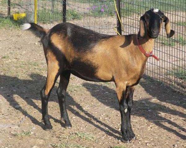Нубийская порода коз: описание, фото и видео - фото