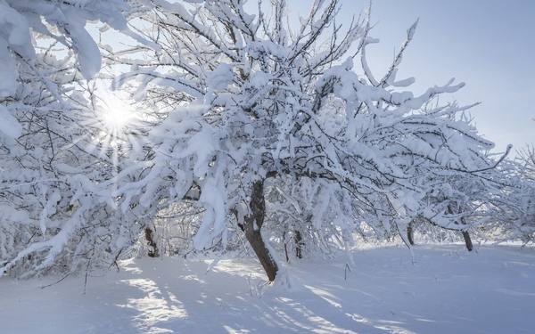 Нужно ли утаптывать снег вокруг деревьев  аргументы 