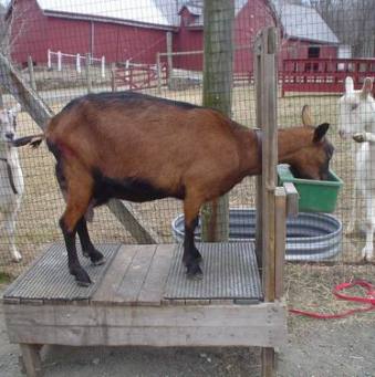 Оборудование и самодельный станок для доения коз - фото