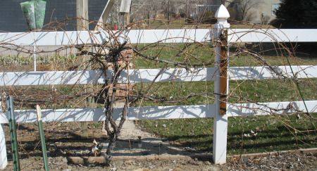 Чем и как обрабатывать виноград от болезней и вредителей до цветения с фото