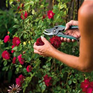 Как правильно обрезать розы в весенний период - фото