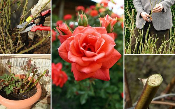 Обрезка роз весной  советы для начинающих цветоводов с видео с фото