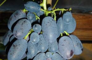 Выращивание и уход за столовым виноградом Кодрянка - фото