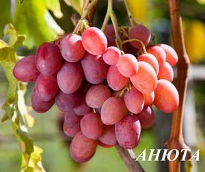 Виноград Анюта  вкусные ягоды без особых проблем - фото