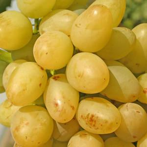 Виноград Аркадия  безотказный сорт с великолепным вкусом с фото