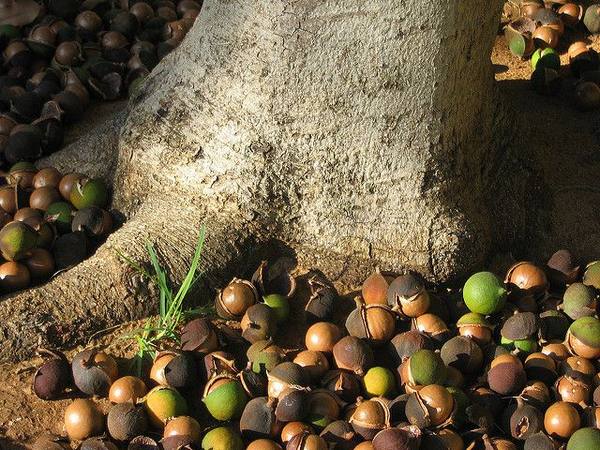 Выращивание ореха макадамия и его свойства с фото