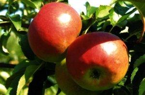 Сорт яблони «Жигулевское» Что важно знать садоводу с фото
