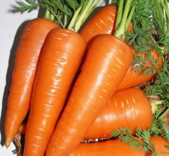 Особенности выращивания моркови с фото