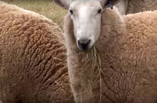 Особенности овцеводства в Австралии - фото