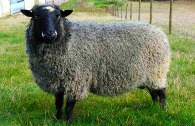 Романовские овцы: информация о породе с фото