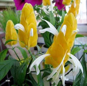 Как размножать цветок Пахистахис Желтый в своем доме - фото