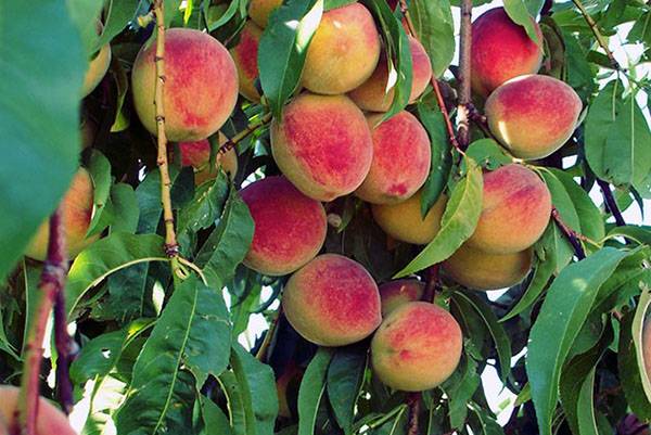 Эффективное выращивание персика с фото