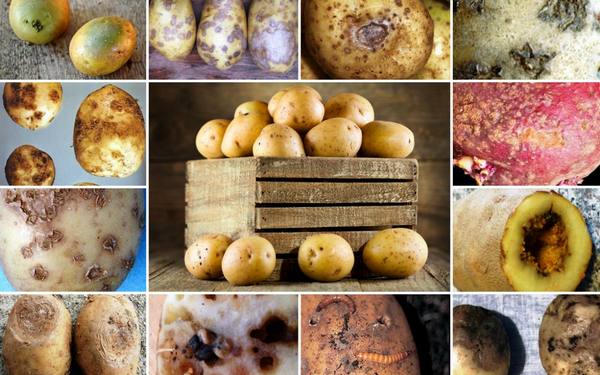 Почему картофель плохо хранится зимой  самые частые болезни клубней - фото