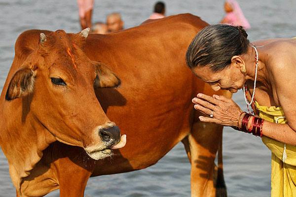 Почему корова священное животное в Индии с фото