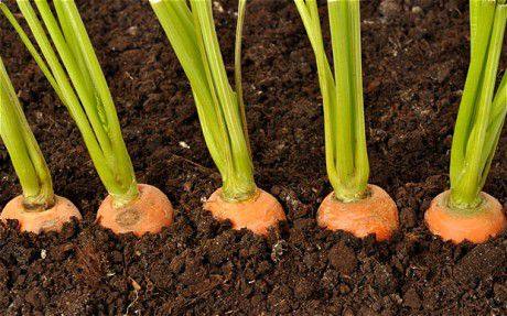 Какая почва подходит для моркови - фото