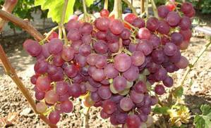 Виноград Ливия  комплексно устойчивый сорт для всех регионов - фото