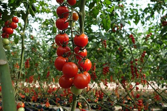 Выращивание помидоров: посадка и уход в открытом грунте с фото