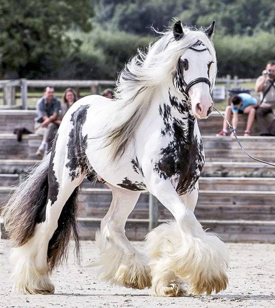 Порода лошадей цыганская: фото и описание - фото