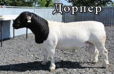 Овцы дорпер: особенности породы и преимущества ее содержания с фото