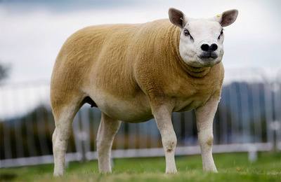 Овцы тексель: особенности породы, преимущества и недостатки с фото