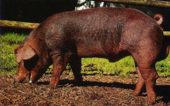 Порода свиней Дюрок: фото, видео и отзывы о содержании с фото