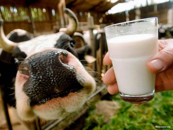 Породы молочных коров с фото и описанием с фото