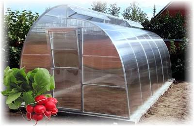 Выращивание редиса в теплице круглый год с фото