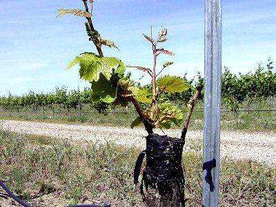 Как посадить саженцы винограда с фото