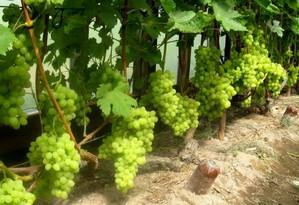 Секреты формирования урожайных кустов винограда с фото