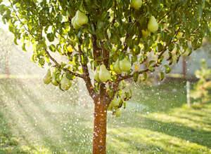 Как правильно обрезать деревья груш и яблонь весной с фото