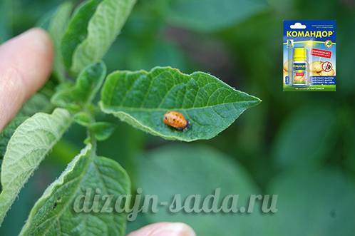 Командор: инсектицид от трипсов, колорадского жука и тли с фото