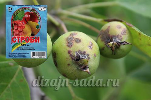 Препарат Строби для защиты яблонь и винограда от болезней с фото