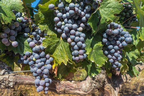 Как прививать виноград весной с фото