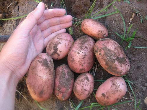 Ранний урожай картофеля - выбери хороший сорт - фото