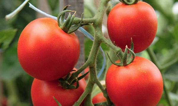 Какие существуют ранние сорта томатов для теплиц - фото