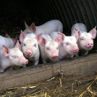Рацион кормления свиней ремонтного молодняка - фото