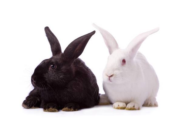 Разведение кроликов для начинающих: отзывы - фото
