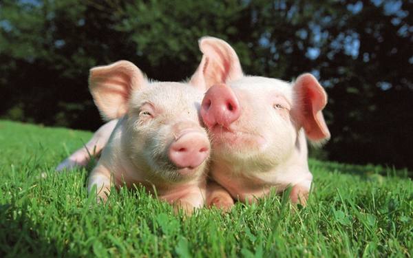 Разведение свиней в домашних условиях для начинающих: видео с фото