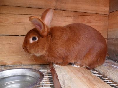 Редкие породы кроликов: фото и описание - фото