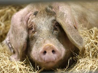 Ринит у свиней: симптомы и эффективное лечение с фото