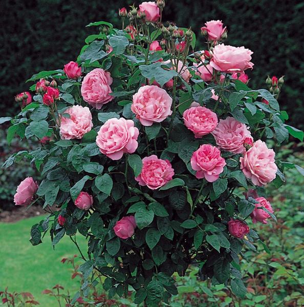 Особенности выращивания сорта роз «Мэри Роуз» - фото