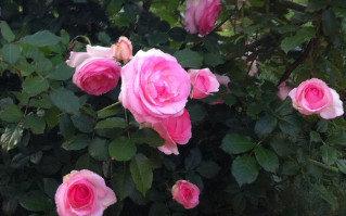 Как ухаживать за розами Пьер де Ронсар - фото