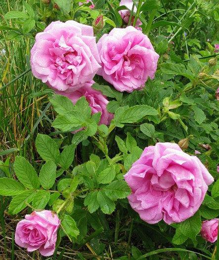 Как вырастить розы Ругоза: лучшие советы с фото
