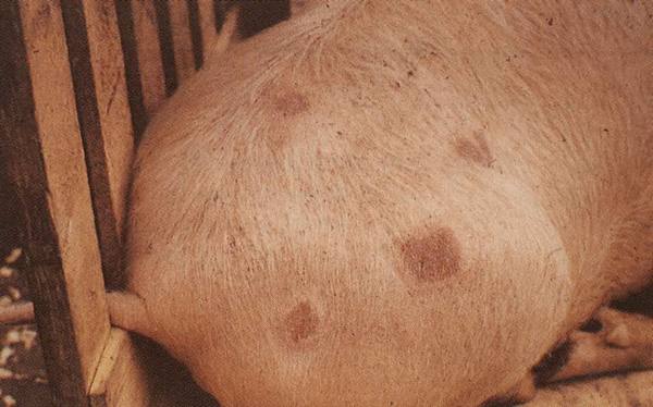 Рожа у свиней: симптомы и лечение с фото