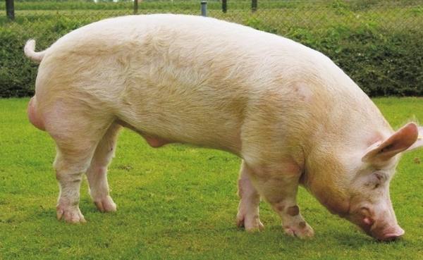 Русская белая порода свиней: фото и отзывы с фото