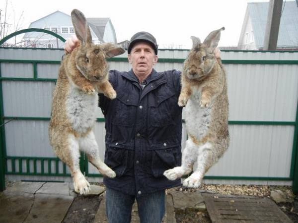 Самая крупная порода кроликов: фото и описание с фото